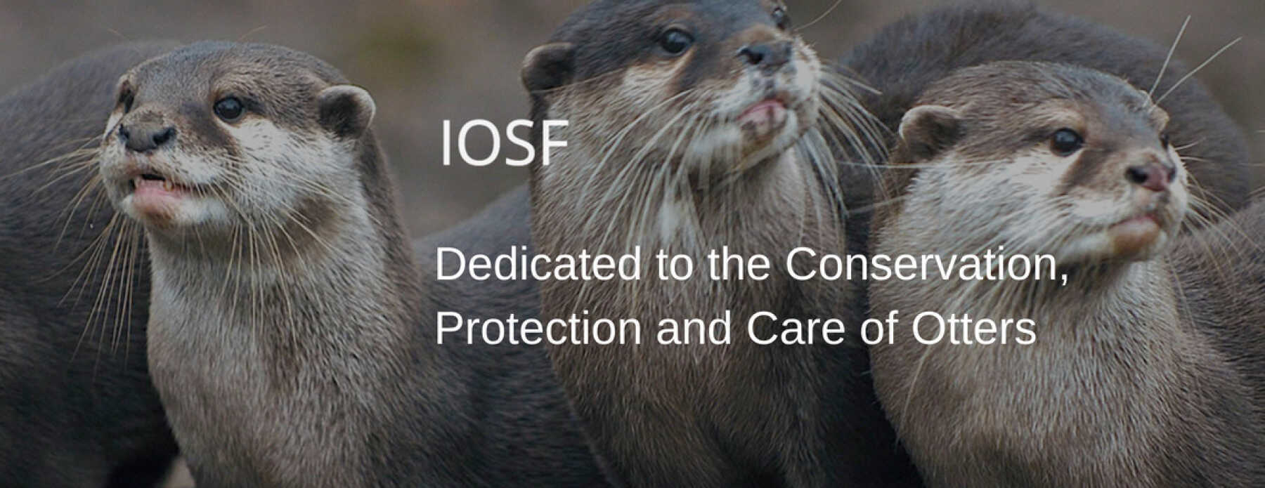 Featured Image for International Otter Survival Fund (IOSF)
