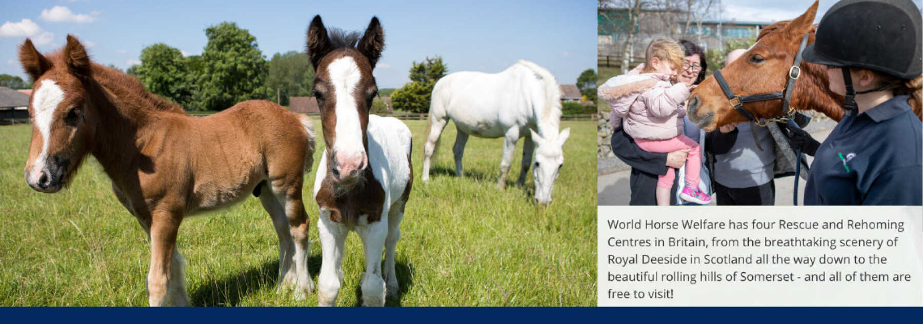Featured Image for World Horse Welfare - Norfolk