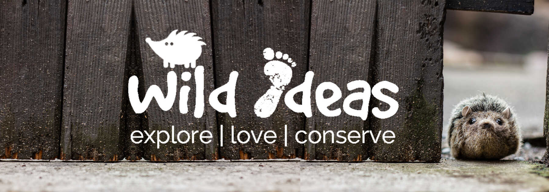 Featured Image for Wild Ideas